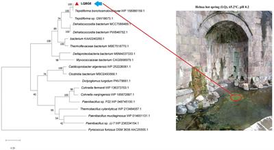 Characterization of a thermophilic and glucose-tolerant GH1 β-glucosidase from hot springs and its prospective application in corn stover degradation
